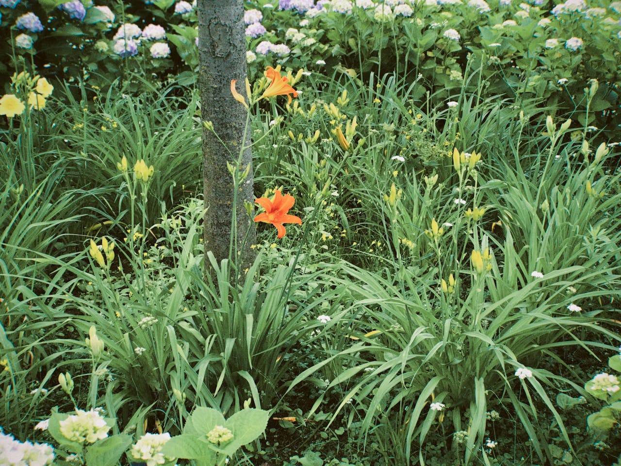 Colorful flowers around a tree trunk in a lush garden.