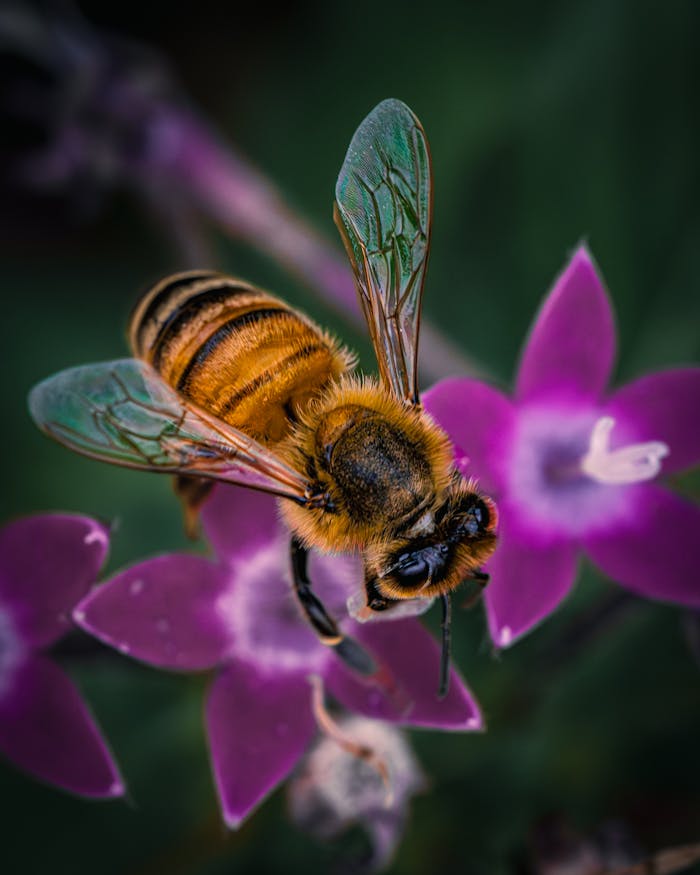 Captivating macro of a honeybee pollinating a vibrant flower, showcasing nature's beauty.